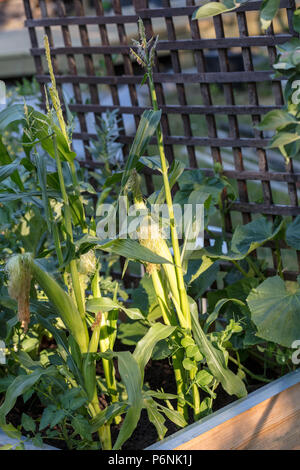 'F1', Sockermajs Gucio Maïs (Zea mays) Banque D'Images