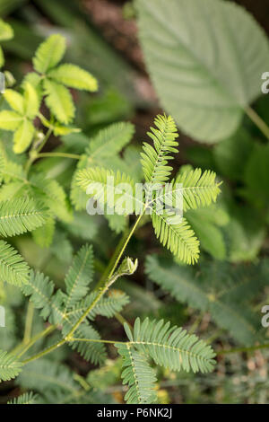 Des plantes sensibles, Sensitiva (Mimosa pudica) Banque D'Images