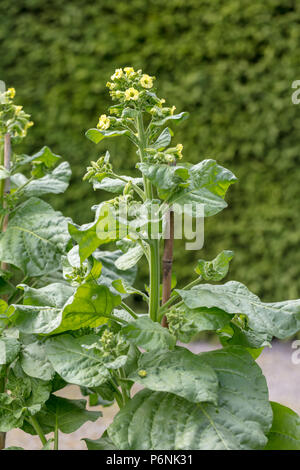 Bondtobak aztèque, le tabac (Nicotiana rustica) Banque D'Images