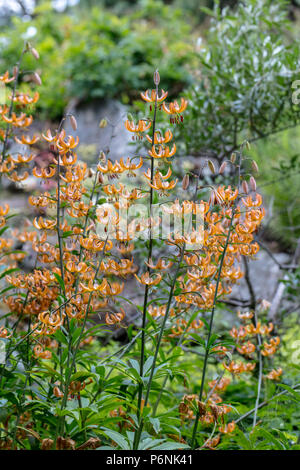 Hybride, Mandarinlilja Martagon (Lilium x marhan) Banque D'Images