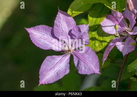 'Margaret Hunt' la fin de groupe à grande fleur, Sena storblommig gruppen (Clematis) Banque D'Images