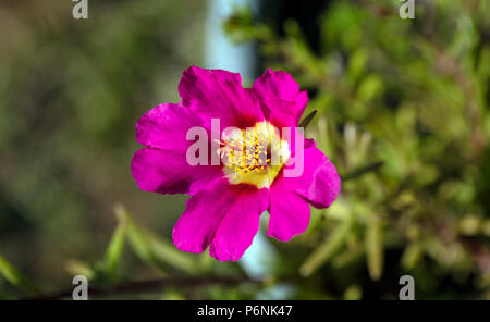 Mousse rose, Praktportlak (Portulaca grandiflora) Banque D'Images