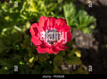 Anemone de Caen, Bukettanemon (Anemone coronaria) Banque D'Images