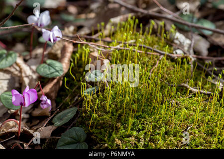 Cyclomene rose sauvage dans les montagnes du Caucase Banque D'Images