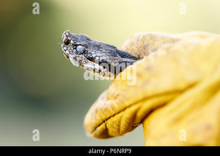 Vipera latastei, snub-nosed (vipère Vipera latastei) avant la mue. Moncayo Parc naturel. Saragosse. Aragón province. L'Espagne. La péninsule ibérique.Euro Banque D'Images