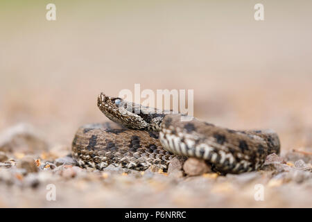 Vipera latastei, snub-nosed (vipère Vipera latastei) avant la mue. Moncayo Parc naturel. Saragosse. Aragón province. L'Espagne. La péninsule ibérique.Euro Banque D'Images