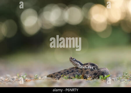 Vipera latastei, snub-nosed (vipère Vipera latastei) avant la mue. Moncayo Parc naturel. Saragosse. Aragón province. L'Espagne. La péninsule ibérique.Euro Banque D'Images