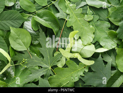 Les feuilles des arbres close-up dispersés comme arrière-plan, de l'espace pour le texte Banque D'Images