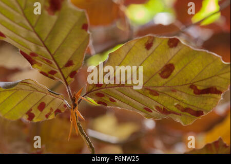 Ressemble à de la rouille ou de virus, Eriophyes nervisequus erinum fagineus, hêtre gall mite, sur le dessous de cuivre et d'hêtre pourpre de feuilles d'arbres, les patches de velours Banque D'Images