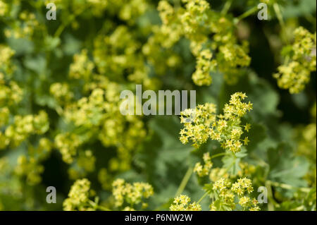 Alchemilla mollis Alchémille (a), des touffes de feuilles rondes vert tendre avec de grandes gerbes de Lacy aérée de minuscules fleurs jaune-vert. Banque D'Images