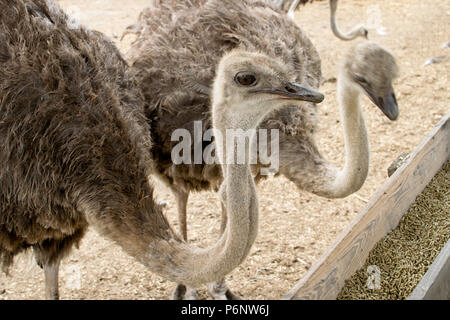 Détail de l'alimentation dans les deux autruches ferme Banque D'Images
