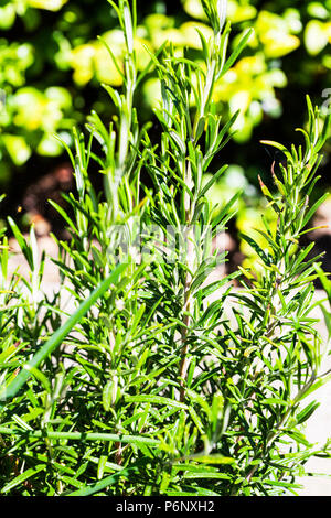 Rosmarinus officinalis, communément connu sous le nom de Rosemary, est une herbacée vivace, ligneuse, Rosemary plant, Rosemary herb, romarin, herbes, herbes, plantes, plantes. Banque D'Images