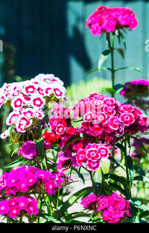 Sweet Williams fleurs, Dianthus barbatus Sweet William fleurs en été, les plantes à fleurs, William Sweet Sweet William plantes, fleurs, plantes, Banque D'Images