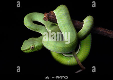 Pit Viper Trimeresurus sumatranus Sumatra Banque D'Images