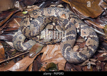 Diamond retour serpent Sinonatrix aequifasciata Banque D'Images