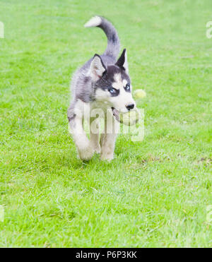 L'exécution de Husky dans l'herbe en jouant avec une balle Banque D'Images