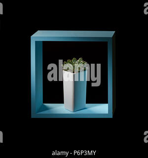Dans un cache-pot blanc cactus eheveria mini dans un cadre en bois bleu sur un fond sombre. Décor minimaliste moderne Banque D'Images