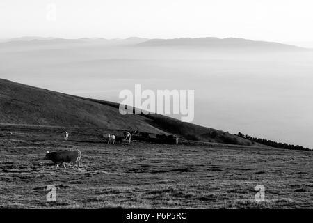 Quelques vaches et chevaux pâturage sur une montagne au coucher du soleil, avec le brouillard sur la vallée en dessous Banque D'Images