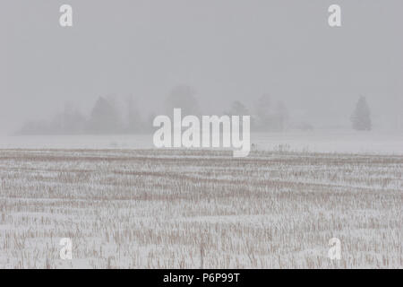 Maisons rurales avec des arbres près du champ de seigle fauché en hiver dans la neige d'un fort blizzard Banque D'Images