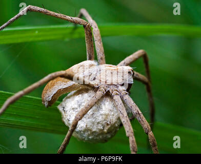 Araignée Pisaura mirabilis (macro) sur la protection de la feuille de profil son cocon Banque D'Images