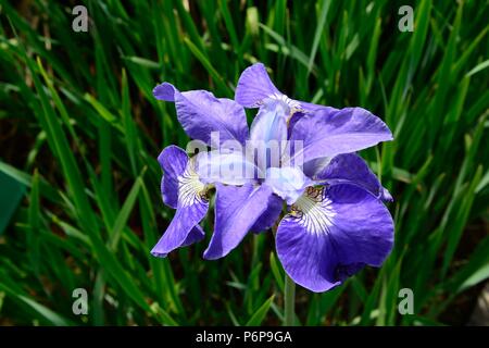 Iris sibirica Iris bord argent fleur iris de Sibérie Banque D'Images