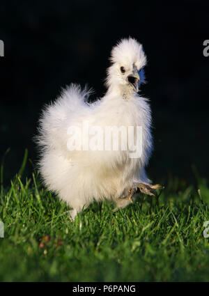 Un peu de poulets sur un gazon, piscine Banque D'Images