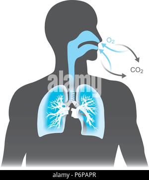 Les poumons sont les organes principaux de la respiration chez l'homme. Sonnerie mono couleur noir et bleu. Illustration de Vecteur