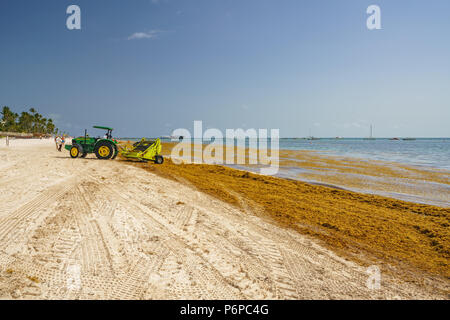 Punta Cana, République dominicaine - 17 juin 2018 : l'algue sargassum sur la plage de l'océan beaytiful à Bavaro, Punta Cana, le résultat du réchauffement climatique Le changement climatique. Banque D'Images