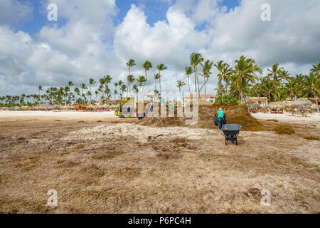 Punta Cana, République dominicaine - 17 juin 2018 : l'algue sargassum sur la plage de l'océan beaytiful à Bavaro, Punta Cana, le résultat du réchauffement climatique Le changement climatique. Banque D'Images