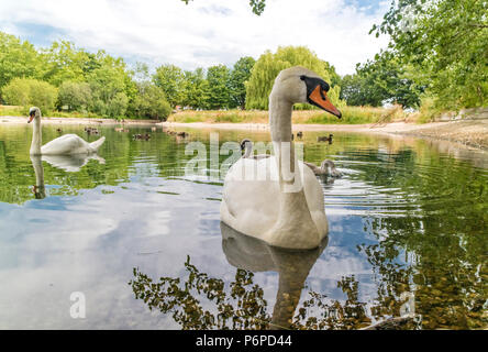 Une famille de cygnes tuberculés Cygnus olor' dans 'Une ville intérieure, England, UK Banque D'Images