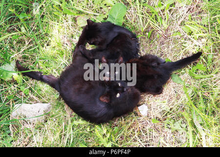 La rue Black Cat avec deux né dans le sous-sol et cultivé les chatons se trouve sur l'herbe près de la maison. Vue de dessus. Banque D'Images