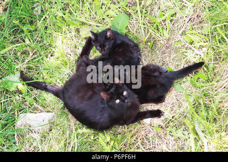 La rue Black Cat avec deux né dans le sous-sol et cultivé les chatons se trouve sur l'herbe près de la maison. Vue de dessus. Banque D'Images