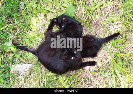 La rue Black Cat avec deux né dans le sous-sol et cultivé les chatons se trouve sur l'herbe près de la maison. Vue de dessus. Banque D'Images