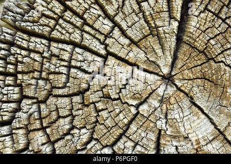 Fissures sur de vieilles maisons en bois rond, la texture réelle de la section transversale Banque D'Images