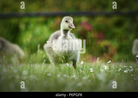 Close up of fluffy mignon gosling on lawn Banque D'Images