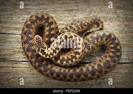 L'additionneur commune pleine longueur au soleil sur moignon ( Vipera berus ) Banque D'Images