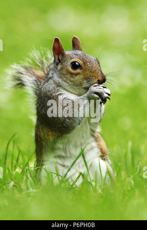 L'écureuil gris dans le parc, debout sur pelouse verte ( Sciurus carolinensis ) Banque D'Images