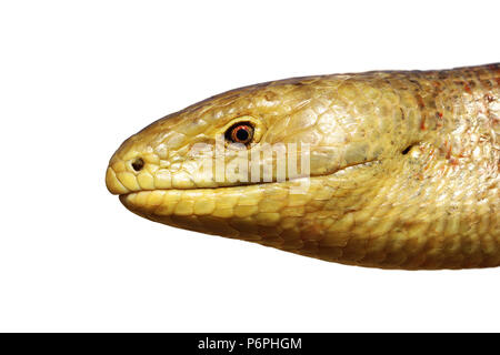 Portrait d'sheltopusik isolated over white background ( Pseudopus apodus ) Banque D'Images