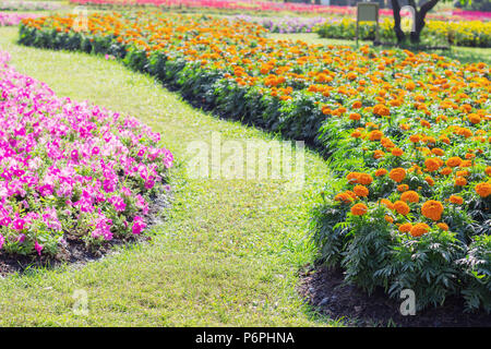 Planter des fleurs dans le jardin avec l'herbe. Banque D'Images