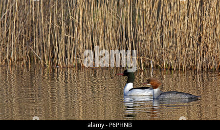 Paire de merganser commun, Goosander, natation Banque D'Images