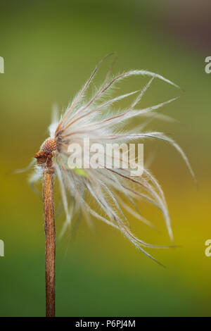 Graines d'anémone pulsatille (Pulsatilla vulgaris) Banque D'Images