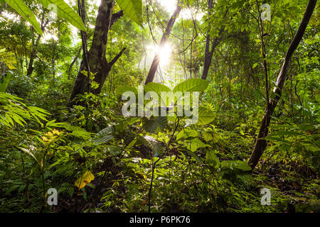 Lever de soleil dans la forêt tropicale du parc métropolitain, la ville de Panama, République du Panama. Banque D'Images