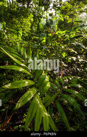 Tôt le matin dans la forêt tropicale du parc métropolitain, la ville de Panama, République du Panama. Banque D'Images