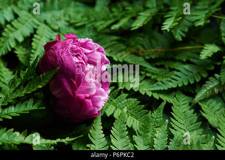 Pivoine rose bud sur arrière-plan avec fern Banque D'Images