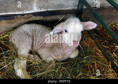 Moutons et agneaux dans des boîtes spéciales à la ferme de moutons contemporain Banque D'Images