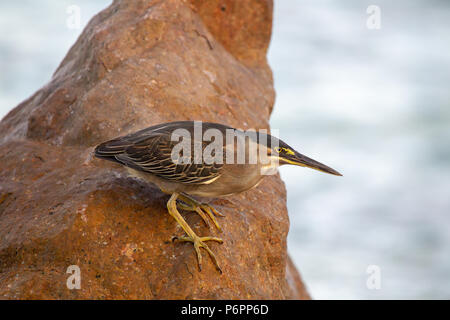 Héron strié (Butorides striata) assis sur les rochers au large de Praslin, Seychelles dans l'Océan Indien. Banque D'Images