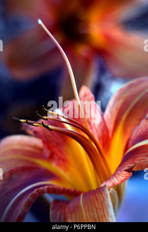 Hemerocallis fulva, ce jour commun lily est connu sous de nombreux noms : lily, Lily, lily de fossé outhouse, railroad lis, communément appelé un Tiger Lily. Banque D'Images