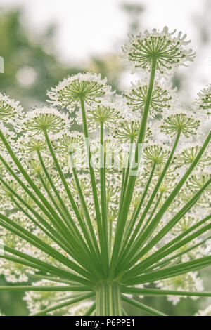 La berce du Caucase, Heracleum mantegazzianum Plant Banque D'Images