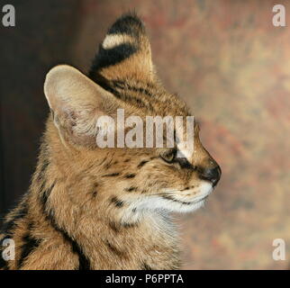 Serval (Leptailurus serval africain), gros plan de la tête Banque D'Images