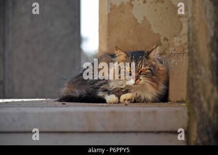 Chat timide dans le cimetière de ma ville fixant dans l'ombre d'une tombe Banque D'Images